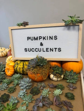 10/9/25-Succulent Pumpkins Workshop