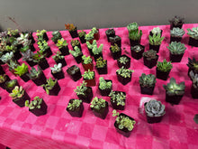 07/09/26-Blooms & Bingo