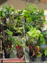 03/24/26-Kokedama Workshop