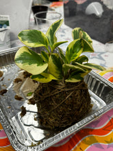 8/12/25-Kokedama Workshop