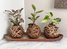 03/24/26-Kokedama Workshop