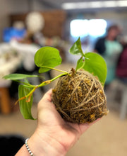 03/24/26-Kokedama Workshop