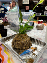 8/12/25-Kokedama Workshop
