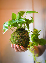 03/24/26-Kokedama Workshop