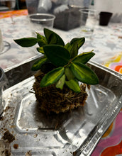 03/24/26-Kokedama Workshop