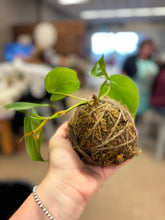 8/12/25-Kokedama Workshop