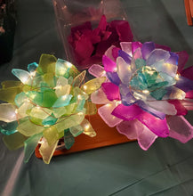 5/28/25-Seaglass Succulents
