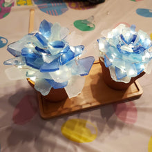 5/28/25-Seaglass Succulents